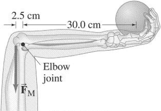 <strong>FIGURE 12-7 Assuming the lower arm has a mass of 2.8 kg and its CG is 12 cm from the elbow-joint pivot, how much force must the extensor muscle in the upper arm exert on the lower arm to hold a 7.5 kg shot put (Fig. 12-7)?</strong> A)100 N B)500 N C)750 N D)1000 N E)1500 N