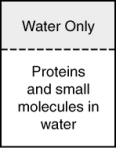 <strong>In the process of dialysis, a special semipermeable membrane allows both small molecules and water to pass through, but not large protein molecules. These membranes are used to separate these small molecules and ions from much larger proteins. If a mixture of proteins and small molecules were separated from pure water by a dialysis membrane as shown in the figure, which way would the molecules flow? </strong> A) Both water and small molecules would pass through into the pure water. B) Only the proteins would pass through into the pure water. C) Water would enter the solution while small molecules would pass through into the pure water. D) Only small molecules would pass through the membrane, water and proteins would not. E) Only water would pass through the membrane into the solution.