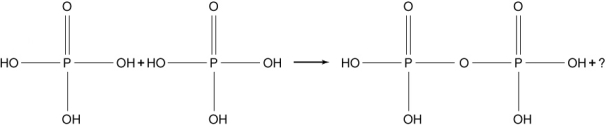 <strong>Two phosphoric acid molecules can combine to make pyrophosphoric acid and another molecule as shown here. The pyrophosphoric acid molecule is a phosphoester and is a structural element in the ADP/ATP metabolic energy system. What molecule is represented by the question mark in the structural reaction equation below? </strong> A) O<sub>2</sub> B) OH<sup>-</sup> C) H<sub>2</sub>O D) PO E) H<sub>2</sub>