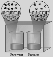 <strong>In the diagram below, one beaker contains pure water and the other contains an equal volume of seawater. Seawater has various salts dissolved in it. The beakers are sitting in a totally enclosed chamber, and the outside temperature and pressure are held constant. Identify the statements below about this situation that are not correct.   I. Water will be transferred from the pure water beaker to the seawater beaker. II. Water will be transferred from the seawater beaker to the pure water beaker. III. The vapor pressure of the pure water is higher than the vapor pressure of the seawater. IV. Pure water evaporates at a faster rate than seawater. V. Water in the gas phase condenses into both beakers at the same rate.</strong> A) II only B) II and V C) II, IV, and V D) II, III, and IV E) I, III, and IV <div style=padding-top: 35px> 
