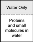 In the process of dialysis, a special semipermeable membrane allows both small molecules and water to pass through, but not large protein molecules. These membranes are used to separate these small molecules and ions from much larger proteins. If a mixture of proteins and small molecules were separated from pure water by a dialysis membrane as shown in the figure, which way would the molecules flow?