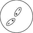 <strong>Which of the following representations best shows the formation of an instantaneous dipole moment between two nonpolar molecules?</strong> A) B) C) D)