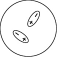 <strong>Which of the following representations best shows the formation of an instantaneous dipole moment between two nonpolar molecules?</strong> A) B) C) D)