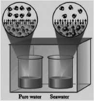 <strong>In the diagram below, one beaker contains pure water and the other contains an equal volume of seawater. Seawater has various salts dissolved in it. The beakers are sitting in a totally enclosed chamber, and the outside temperature and pressure are held constant. Identify the statements below about this situation that are not correct. I. Water will be transferred from the pure water beaker to the seawater beaker. II. Water will be transferred from the seawater beaker to the pure water beaker. III.The vapor pressure of the pure water is higher than the vapor pressure of the seawater. IV. Pure water evaporates at a faster rate than seawater. V. Water in the gas phase condenses into both beakers at the same rate.</strong> A)II only B)II and V C)II, IV, and V D)II, III, and IV E)I, III, and IV