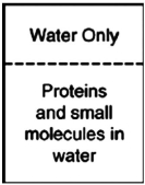 In the process of dialysis, a special semipermeable membrane allows both small molecules and water to pass through, but not large protein molecules. These membranes are used to separate these small molecules and ions from much larger proteins. If a mixture of proteins and small molecules were separated from pure water by a dialysis membrane as shown in the figure, which way would the molecules flow?