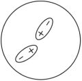 <strong>Which of the following representations best shows the formation of an instantaneous dipole moment between two nonpolar molecules?</strong> A) B) C) D)
