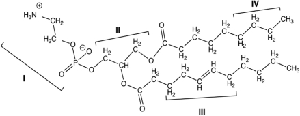 <strong>The structure of an unsaturated phospholipid is shown below. Which region of the molecule is most hydrophilic? </strong> A)I B)II C)III D)IV E)All regions are equally hydrophilic.
