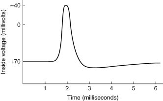 <strong>What is wrong with the accompanying graph of an action potential? </strong> A) Its peak is about 1,000 times too long. B) Its peak is about 1,000 times too brief. C) The signs ( + and - ) on the voltage axis are opposite of what they should be. D) It should only go as high as -40 mV, not beyond it. E) It does not appear to be all-or-none.