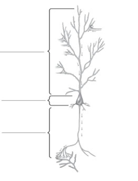Label the parts of the neuron in the figure.   