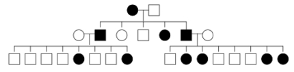 <strong>In the human pedigree shown below,black symbols indicate individuals suffering from a rare genetic disease,whereas white symbols represent people who do not have the disease. Based on the pedigree,what is the most likely mode of inheritance of this rare genetic disease? </strong> A)autosomal dominant B)autosomal recessive C)X-linked dominant D)X-linked recessive E)Y-linked