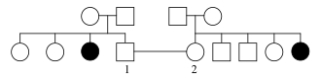 <strong>The following pedigree shows the inheritance of a mild,but very rare condition in Siberian Husky dogs.If individuals 1 and 2 are crossed,what is the probability that they will produce an affected pup? </strong> A)1/36 B)1/16 C)4/36 D)4/16 E)16/36