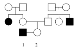 Below is the pedigree of a family where some individuals are affected with a mild condition of the skin. a)Based on the pedigree,what is the most likely mode of inheritance of this condition,and why? b)Indicate the respective genotypes of each individual represented.For individuals who could have two or more genotypes,calculate the relative probability of each possible genotype. c)What is the probability that individuals 1 and 2 will have an affected daughter?