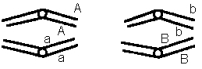 <strong>In a particular dihybrid,the two genes of interest,A and B,are located on different chromosomes.Which of the following diagrams does NOT represent a stage of meiosis in this organism? (Note: For each answer only some chromatids may be represented.) </strong> A) B) C) D) E)