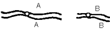 <strong>In a particular dihybrid,the two genes of interest,A and B,are located on different chromosomes.Which of the following diagrams does NOT represent a stage of meiosis in this organism? (Note: For each answer only some chromatids may be represented.) </strong> A) B) C) D) E)