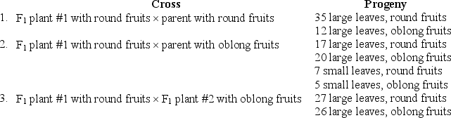 A tomato plant with large leaves and round fruits was crossed to a plant with small leaves and oblong fruits.The F<sub>1</sub> consisted of plants with large leaves;about half of these plants made round fruits and the other half made oblong fruits.Two F<sub>1</sub> plants (one with round fruits and one with oblong fruits)were then analyzed through further crossing.The results were: a)What are the genotypes of the two original parents? b)What are the expected phenotypic ratios in the progeny of a cross between F<sub>1</sub> plant #1 and a tester? c)What gamete genotypes can F<sub>1</sub> plant #2 produce? Explain your reasoning behind each of your answers.