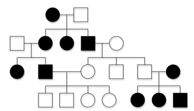 The pedigree below shows the inheritance of a rare muscle condition in bats.What inheritance model best explains the peculiar pattern?