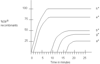 At time zero,an Hfr strain (strain 1)was mixed with an F<sup>-</sup><sup> </sup>strain,and at various times after mixing,samples were removed and agitated to separate conjugating cells.The cross may be written as: HFr 1: a ^ { + } b ^ { + } c ^ { + } d ^ { + } e ^ { + } f ^ { + } g ^ { + } h ^ { + } S t r ^ { 5 } \mathrm { F } : a^{-} b^{-}-d^{-} e^{-}f ^{-}g^{-}h^{-}S tr{ }^{R} No order is implied in the above listing.The samples were then plated onto selective media to measure the frequency of h<sup>+</sup>Str<sup>R</sup> recombinants that had received certain genes from the Hfr cell.The following graph shows the percentage of recombinants against time in minutes. a)Draw a linear map of the Hfr chromosome indicating: (1)the point of insertion (origin). (2)the order of the genes a<sup>+</sup>,b<sup>+</sup>,e<sup>+</sup>,g<sup>+</sup>,and h<sup>+</sup>. (3)the shortest distance between consecutive genes on the chromosome in minutes. b)An additional four Hfr strains (strains 2 \times 5)were obtained.Each carried the wild-type alleles of the genes listed below.They were mated individually to the same F<sup>-</sup><sup> </sup>strain shown above (carrying the recessive alleles of all genes).With interrupted mating,the times of first appearance in minutes of individual Hfr markers in exconjugants were determined,as shown in the following chart. \begin{array}{ll} &\text { Minutes }\\ \text { Hfr marker }& \mathrm{Hfr} 1& \mathrm{Hfr} 2 &\mathrm{Hfr} 3 &\mathrm{Hfr} 4 &\mathrm{Hfr} 5\\ a^{+} && 2&&20 \\ b^{+} && &11\\ c^{+} & &12 &28&10\\ d^{+} & &24&&&5\\ e^{+} &&&&35&50 \\ f^{+} &&&88&&35\\ g^{+} &\\ h^{+} \end{array} Draw the genetic map showing: (1)the positions of genes a \times through h. (2)the origins of the Hfrs (including strain 1). (3)the orientation of the origins. (4)the shortest distance between consecutive genes or origins.
