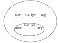 A bacterium with the genotype met<sup>+</sup>his<sup>+</sup>lys<sup>-</sup>arg<sup>+</sup> has been transformed with DNA from a second bacterium that has the genotype met<sup>+</sup>his<sup>-</sup>lys<sup>+</sup>arg<sup>-</sup>. Following the transformation,scientists streaked a sample of a transformed bacterium onto several different plates that contain different nutritional supplements in order to determine the transformant's genotype.Using the results of the experiments (shown below),determine what crossovers occurred to produce the bacterium.On the above diagram,draw the crossovers that are necessary to produce a bacterium that fits the observed growth profile.