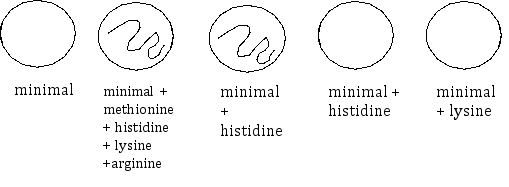 A bacterium with the genotype met<sup>+</sup>his<sup>+</sup>lys<sup>-</sup>arg<sup>+</sup> has been transformed with DNA from a second bacterium that has the genotype met<sup>+</sup>his<sup>-</sup>lys<sup>+</sup>arg<sup>-</sup>. Following the transformation,scientists streaked a sample of a transformed bacterium onto several different plates that contain different nutritional supplements in order to determine the transformant's genotype.Using the results of the experiments (shown below),determine what crossovers occurred to produce the bacterium.On the above diagram,draw the crossovers that are necessary to produce a bacterium that fits the observed growth profile.