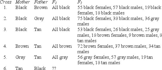 <strong>Four pure lines of Guinea pigs (black,brown,gray,and tan)are used in a series of crosses.The results are as follows: What is the expected phenotypic ratio in the F<sub>1 </sub>of cross 6?</strong> A)50% black females,50% black males B)50% black females,50% gray males C)50% black females,50% tan males D)50% brown females,50% black males E)50% tan females,50% tan males