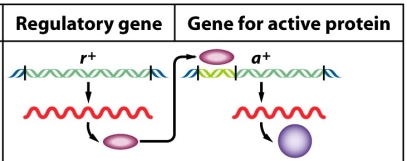 The following example of gene regulation involves genes r<sup>+</sup> and a<sup>+</sup>.Loss of either gene results in a similar phenotype. a)In complementation testing,would these genes appear as one gene or two distinct genes? Explain. b)What ratio might be generated by this example in a typical F<sub>2</sub> data set where an F<sub>1</sub> organism of phenotype r<sup>+</sup>/r ;a<sup>+</sup>/a had been selfed? Explain terms clearly.