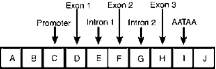 Shown below is the structure of a Drosophila gene,divided into 10 segments,designated A-J.The gene contains three exons,two introns,a promoter,and a site in I for poly(A)addition. a)What segment or segments of the gene will be represented in the initial RNA transcript? List the appropriate letter or letters. b)What segment or segments of the gene will be found in the completely processed transcript? c)What segment or segments of the gene in the processed transcript will have additional nucleotides added to them? d)What segment or segments of the gene contain the CCAAT box and TATA box elements? e)What segment or segments of the gene will possess the translation initiation codon? f)In a large sample of null alleles,would mutant sites be expected in segments C and D,at the boundary of G-H,or both? If mutant sites exist,would the transcript be detected? Would a polypeptide chain be observed?