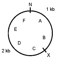 A 3-kb supercoiled circular plasmid contains the restriction sites shown below.N and X represent NheI and XbaI sites,respectively;A through F mark six points on the plasmid.A preparation of plasmid DNA was separately digested to completion with XbaI alone,NheI alone,and a mixture of the two enzymes.The products were separated by agarose gel electrophoresis.Draw the predicted appearance of the gel,assuming that you ran the following in the various lanes. Lane M (size markers)-a mixture of known markers increasing in size from 1 kb to 6 kb,in steps of 1 kb Lane 1-sample from the original plasmid DNA preparation Lane 2-products of complete digestion with XbaI alone Lane 3-products of complete digestion with NheI alone Lane 4-products of complete digestion with XbaI plus NheI