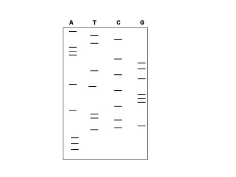 The autoradiogram shown was generated by the dideoxy sequencing method.Define the DNA sequence of the template strand that was used in this sequencing reaction,noting the 5′ and 3′ ends of this template strand.