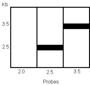 A chimeric plasmid contains vector DNA ligated to a fragment of chromosomal mouse DNA that is suspected of containing the obese gene.As a first step,a restriction map of the DNA clone was constructed.The DNA was digested with two restriction enzymes,BopI and ZapII,with the following results: a)From these data,answer the following questions. (1)How large is the entire DNA clone? (2)Is the clone linear or circular? (3)Draw a restriction map consistent with these data.Include all BopI and ZapII sites and the physical distances between them. b)To better identify the location of the mouse chromosomal DNA on this chimeric plasmid,mouse genomic DNA was digested with ZapII,run on a gel,and analyzed using the Southern blot technique.The Southern blot was probed with radiolabeled Zap II DNA fragments from the plasmid DNA.Three lanes each containing the same amount of Zap II-digested chromosomal DNA were each probed with a different fragment from the plasmid.Autoradiograms showed the following: What is the maximum amount of mouse DNA present in the clone? Why didn't the 2.0-kb ZapII fragment hybridize to the mouse DNA?