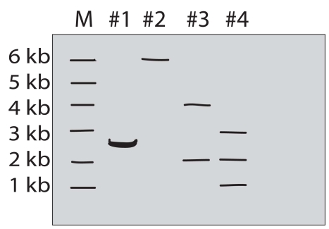 A purified DNA preparation of a certain plasmid is digested to completion with BamH1 restriction endonuclease.In separate reactions,the same preparation was digested to completion with EcoRI and with a mixture of EcoRI and BamH1,respectively.The diagram below shows the appearance of the original molecules and the digestion products in the three digestion mixtures,after separation by electrophoresis in an agarose gel. Lane M-linear DNA markers of the indicated length in kb Lane 1-sample of original plasmid DNA preparation Lane 2-sample of the products of BamH1 digestion Lane 3-sample of the products of EcoRI digestion Lane 4-sample of the products of digestion of BamH1 + EcoRI Answer and justify the following: a)What was the original DNA molecule's length? b)Was the original plasmid DNA circular or linear? c)How many restriction sites for EcoRI and BamH1 did the original plasmid have? d)Draw the original plasmid,using B and E to indicate the location of the BamH1 and EcoRI restriction sites.Indicate the number of kb between sites.