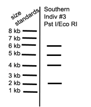 The drawing below depicts a restriction map of a segment of a human chromosome.The cut sites shown (1 through 6)are known to be polymorphic and can be present or absent depending on the genetic makeup of a specific individual's chromosomes.E identifies EcoRI sites,and P identifies Pst1 sites.The line below the map identifies the region of homology between the DNA and a probe used in Southern blot analyses to characterize this region. a)Individual 1 has restriction sites 1 through 6 (all)on both copies of this chromosome.If DNA from this individual was digested with Pst I,what are the sizes of the fragments that would be detected via Southern blot using the identified probe? b)DNA from Individual 1 is digested with both EcoRI and PstI and then analyzed by Southern blot.What bands are revealed? c)Individual 2 is homozygous for a polymorphism that eliminates site 3.If DNA from this individual was digested with both PstI and EcoRI,what are the sizes of the fragments that would be detected via Southern blot? d)Individual 3 has not previously been characterized over this chromosomal locus.The research team digests the DNA with PstI and EcoRI and generates the following banding pattern.What is the likely genotype of this individual?