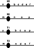 <strong>A reciprocal translocation happened between chromosomes 1 and 2 in a wild species of strawberries.Below is a diagram of (unreplicated)chromosomes 1 and 2 for the translocated strain of strawberries.N1 and N2 indicate the normal chromosomes 1 and 2,respectively;T1 and T2 are their translocated counterparts. Which chromosomes must segregate from one another at anaphase I to form viable meiotic products?</strong> A)N1 and N2 separate from T1 and T2. B)N1 separates from N2,T1,and T2. C)N1 and T1 separate from N2 and T2. D)N2 and T1 separate from N1 and T2. E)T1 separates from T2,N1,and N2.