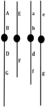 <strong>The diagram below shows the chromosomes of a plant that is heterozygous at six loci as well as for a reciprocal translocation involving the chromosomes that carry these loci. This plant is crossed to a plant with normal chromosomes that is homozygous recessive at all loci,and the progeny was comprised of about 250 individuals,half of them phenotypically ABDEFG and half abdefg.This result suggests that:</strong> A)multiple crossovers occurred. B)no crossovers occurred. C)segregation was always adjacent. D)segregation was always alternate. E)the six loci are unlinked.
