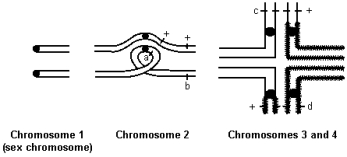 Two strains of Australian wombat were crossed.Meiotic metaphase configurations of the F<sub>1</sub> hybrids are diagrammed below. In both strains of wombats,n = 4.The black dots are the centromeres,a and b are genetic markers located on chromosome 2,c is located on chromosome 3,and d is located on chromosome 4. a)How do the chromosomes of the two parental strains differ? Use terminology that most accurately describes each chromosomal rearrangement. Chromosome 1: Chromosome 2: Chromosome 3: Chromosome 4: b)In the two parental strains,the map distance between the a and b loci is not the same.Explain why. c)Assume that during meiosis in the F<sub>1</sub> above,a crossover always occurs between the a locus and the centromere of chromosome 2. (i)What proportion of gametes produced by the F<sub>1</sub> hybrid will be viable? (Note: You must consider the behavior of all 4 chromosomes in answering this question.) (ii)What will be the genotypes of the viable gametes at the a and b loci? (iii)What will be the genotypes of the viable gametes at the c and d loci?