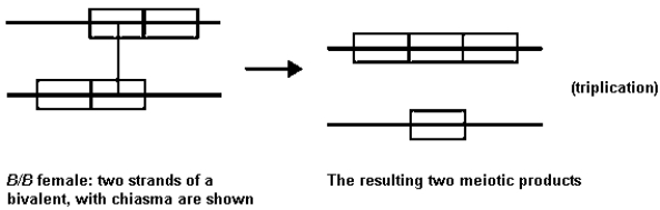 In Drosophila,the phenotype bar-eye is due to a tandem duplication of several bands on the X chromosome.Occasionally (1 out of 1600),all true-breeding stocks of bar-eyed flies yield an even more extreme phenotype called ultrabar,which is in fact due to a triplication of this chromosomal segment.The hypothesis used to explain ultrabar's origin is that a slight mispairing of chromosomes can occur whenever there is a duplication.If crossing-over occurs (in females),then recombinants would form as follows: What other evidence,not involving cytological observation,would you seek to substantiate this hypothesis? Be as exact as you can.There are at least two possible answers.