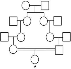 <strong>What is the probability that individual A in the pedigree below is homozygous by descent? </strong> A)1/8 B)1/16 C)1/32 D)1/64 E)1/256