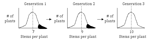 An orchid breeder is interested in increasing the number of stems and the length of stems that can be produced by an orchid plant.She finds a segregating population that contains a wide range of both stem number (ranging from 2 to15 stems per plant)and stem length (ranging from 2 to 7 inches in length).She selected plants from this population that either had the most stems per plant or the longest stems per plant (shown as filled regions in the diagrams below).She then interbred the plants with the most stems (or the longest stems)and grew the resulting populations of orchids.Following an additional round of selection and breeding,the breeder drew graphs to look at the distribution of plants in each generation.Shown below are graphs representing the distribution of plants in each generation in terms of stem number and stem length (in inches).For each trait,determine whether or not the trait is heritable.Justify your answers.