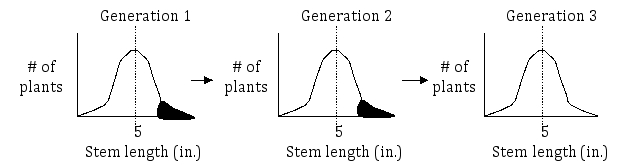 An orchid breeder is interested in increasing the number of stems and the length of stems that can be produced by an orchid plant.She finds a segregating population that contains a wide range of both stem number (ranging from 2 to15 stems per plant)and stem length (ranging from 2 to 7 inches in length).She selected plants from this population that either had the most stems per plant or the longest stems per plant (shown as filled regions in the diagrams below).She then interbred the plants with the most stems (or the longest stems)and grew the resulting populations of orchids.Following an additional round of selection and breeding,the breeder drew graphs to look at the distribution of plants in each generation.Shown below are graphs representing the distribution of plants in each generation in terms of stem number and stem length (in inches).For each trait,determine whether or not the trait is heritable.Justify your answers.