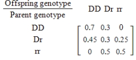For species that reproduce sexually, characteristics are determined by a gene from each parent. Suppose that for a certain trait there are two possible genes available from each parent: a dominant gene D and a recessive gene r. Then the different gene combinations (called genotypes) for the offspring are DD, Dr, rD, and rr, where Dr and rD produce the same trait. Suppose further that these genotypes are the states of a Markov chain with the transition matrix given below. Find the steady-state vector for this genotype. Round all numerical values in your answer to two decimal places. 