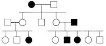 <strong>In the following pedigree,the indicated trait is caused by which type of allele? Assume the trait is fully penetrant.  </strong> A) autosomal recessive B) autosomal dominant C) X-linked recessive D) X-linked dominant E) Y-linked <div style=padding-top: 35px> 