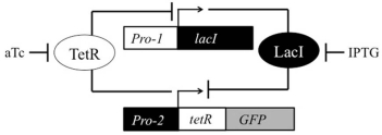<strong>Given the functional genetic toggle switch shown,what would be the outcome of treatment with IPTG? </strong> A) GFP expression would be turned off,and then would remain off even if IPTG were removed. B) GFP expression would be turned off,but then would be turned on if IPTG were removed. C) GFP expression would be turned on,and then would remain on even if IPTG were removed. D) GFP expression would be turned on,but then would be turned off even if IPTG were removed. E) IPTG would have no effect on the system.