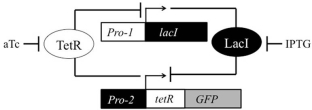 <strong>Given the functional genetic toggle switch shown,what would be the result of treatment with both IPTG and aTc? </strong> A) None of the proteins in the diagram would be expressed. B) All of the proteins in the diagram would be expressed. C) Only TetR would be expressed. D) Only LacI would be expressed. E) Only GFP would be expressed.