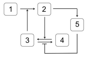 <strong>Which system is most likely to produce the stimulus-response curve shown here? In the systems shown below,the concentration of molecule 3 represents the stimulus,and the concentration of molecule 2 is the response.Molecule 1 is a substrate of molecule 3.Molecule 4 is an inactive form of molecule 3.Molecule 2 activates molecule 5.</strong> A) B) C) D) E)