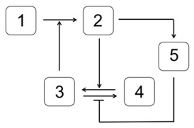 <strong>Which system is most likely to produce the stimulus-response curve shown here? In the systems shown below,the concentration of molecule 3 represents the stimulus,and the concentration of molecule 2 is the response.Molecule 1 is a substrate of molecule 3.Molecule 4 is an inactive form of molecule 3.Molecule 2 activates molecule 5.</strong> A) B) C) D) E)