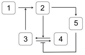 <strong>Which system is most likely to produce the stimulus-response curve shown here? In the systems shown below,the concentration of molecule 3 represents the stimulus,and the concentration of molecule 2 is the response.Molecule 1 is a substrate of molecule 3.Molecule 4 is an inactive form of molecule 3.Molecule 2 activates molecule 5.</strong> A) B) C) D) E)