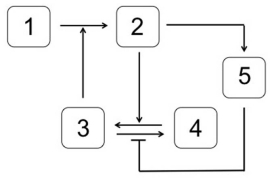 <strong>Which system is most likely to produce the stimulus-response curve shown here,where T<sub>i</sub> is the inhibition threshold,and T<sub>a</sub> is the activation threshold? In the systems shown below,the concentration of molecule 3 represents the stimulus,and the concentration of molecule 2 is the response.Molecule 1 is a substrate of molecule 3.Molecule 4 is an inactive form of molecule 3.Molecule 2 activates molecule 5.</strong> A) B) C) D) E)