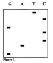 <strong>The following image shows the products from Sanger sequencing.What is the sequence of the template strand (5' to 3' left to right)?  </strong> A) GACCGCT B) TCGCCAG C) AGCGGTC D) CTGGCGA E) GGATCCC <div style=padding-top: 35px> 