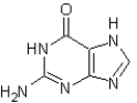<strong>The following structure corresponds to </strong> A)adenine. B)guanine. C)thymine. D)cytosine.