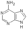 <strong>The following structure corresponds to </strong> A)adenine. B)guanine. C)thymine. D)cytosine.