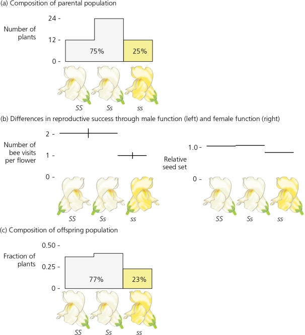 <strong>In the accompanying figure of Jones and Reithel's work with snapdragons,what is the most likely outcome if these plants were in a natural setting?  </strong> A) A 2% change is too small to be significant, so yellow and white flowers will remain in roughly equal percentages in future generations. B) Yellow and white flowers will oscillate in frequencies, depending on environmental conditions such as rainfall. C) Yellow flowers will continue to increase in frequency, as compared to white flowers, over time. D) Because the yellow trait is recessive, yellow flowers will ultimately take over the population. <div style=padding-top: 35px> 